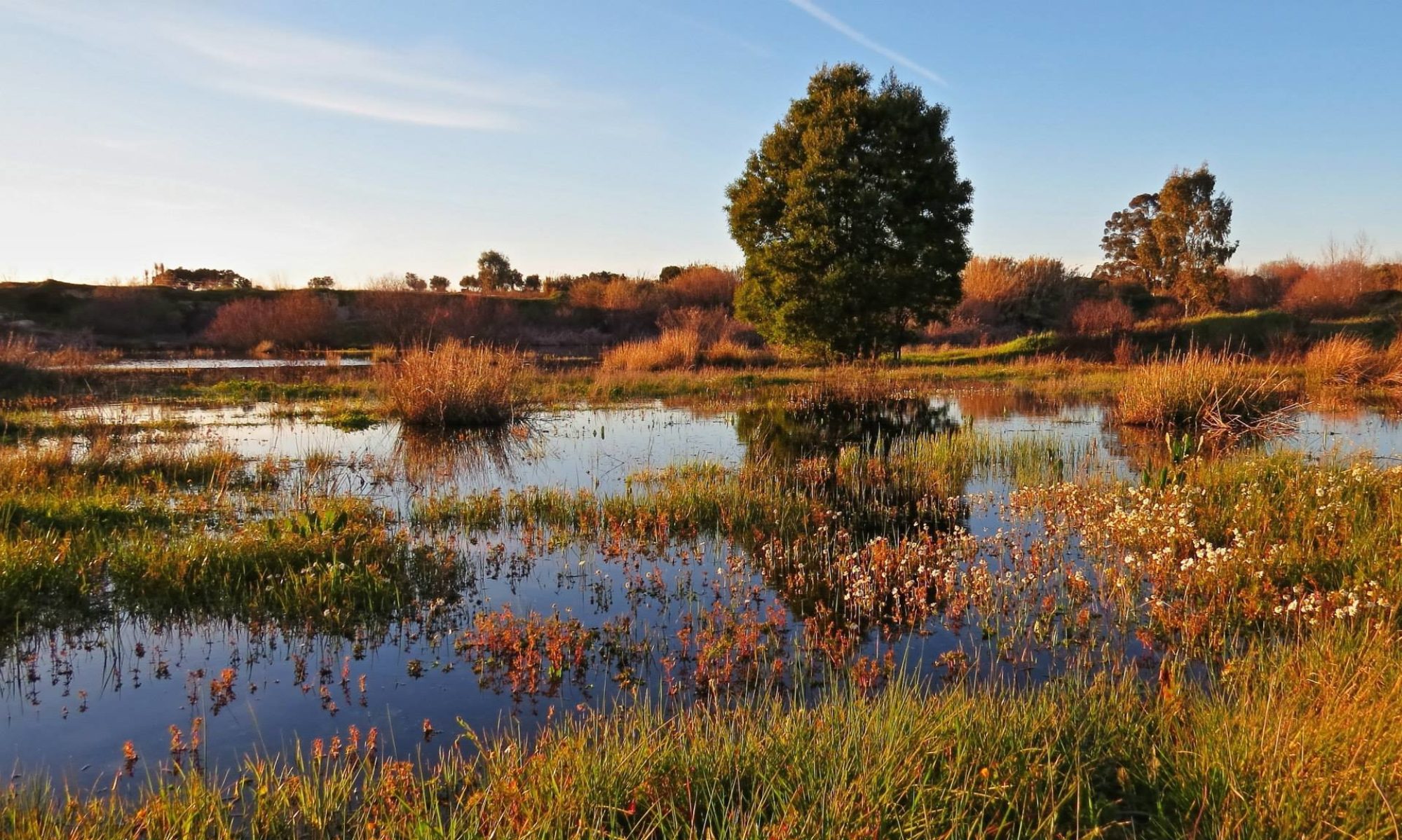 Climate Change Biogeography